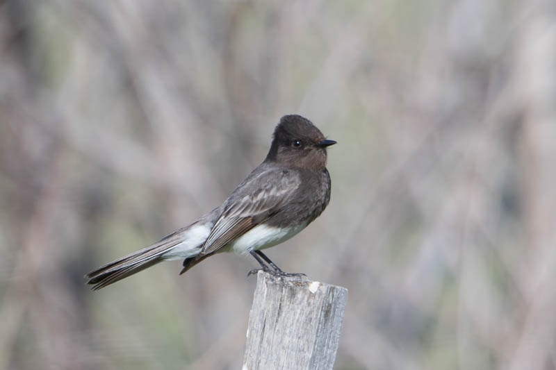 Zwarte Phoebe